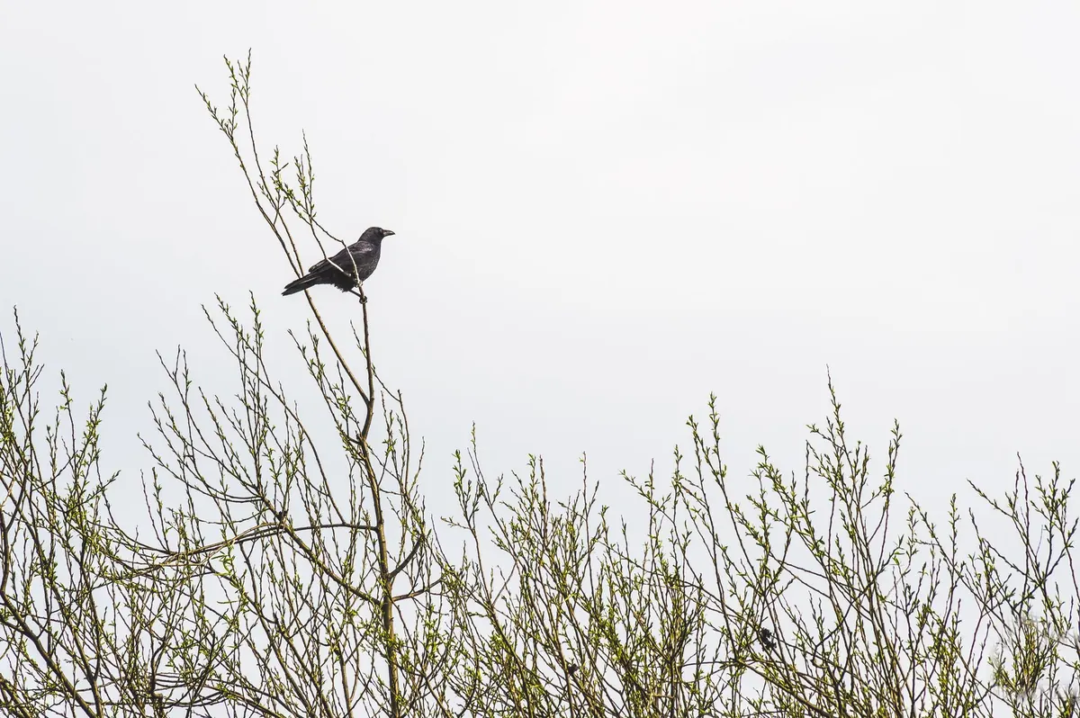The Folklore of Ravens in the British Countryside: Myths, Omens and Place Names